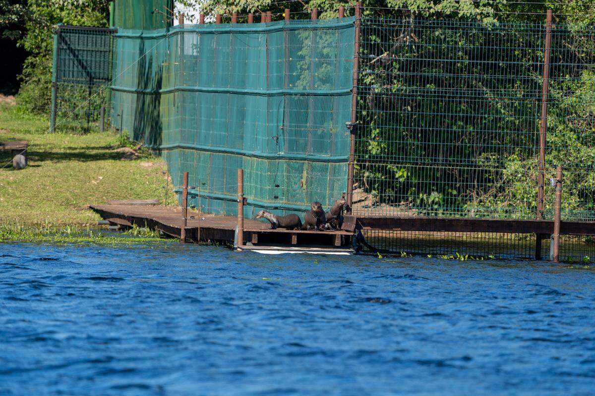 The family of giant river otters seen on a dock outside their enclosure on the day of their release.