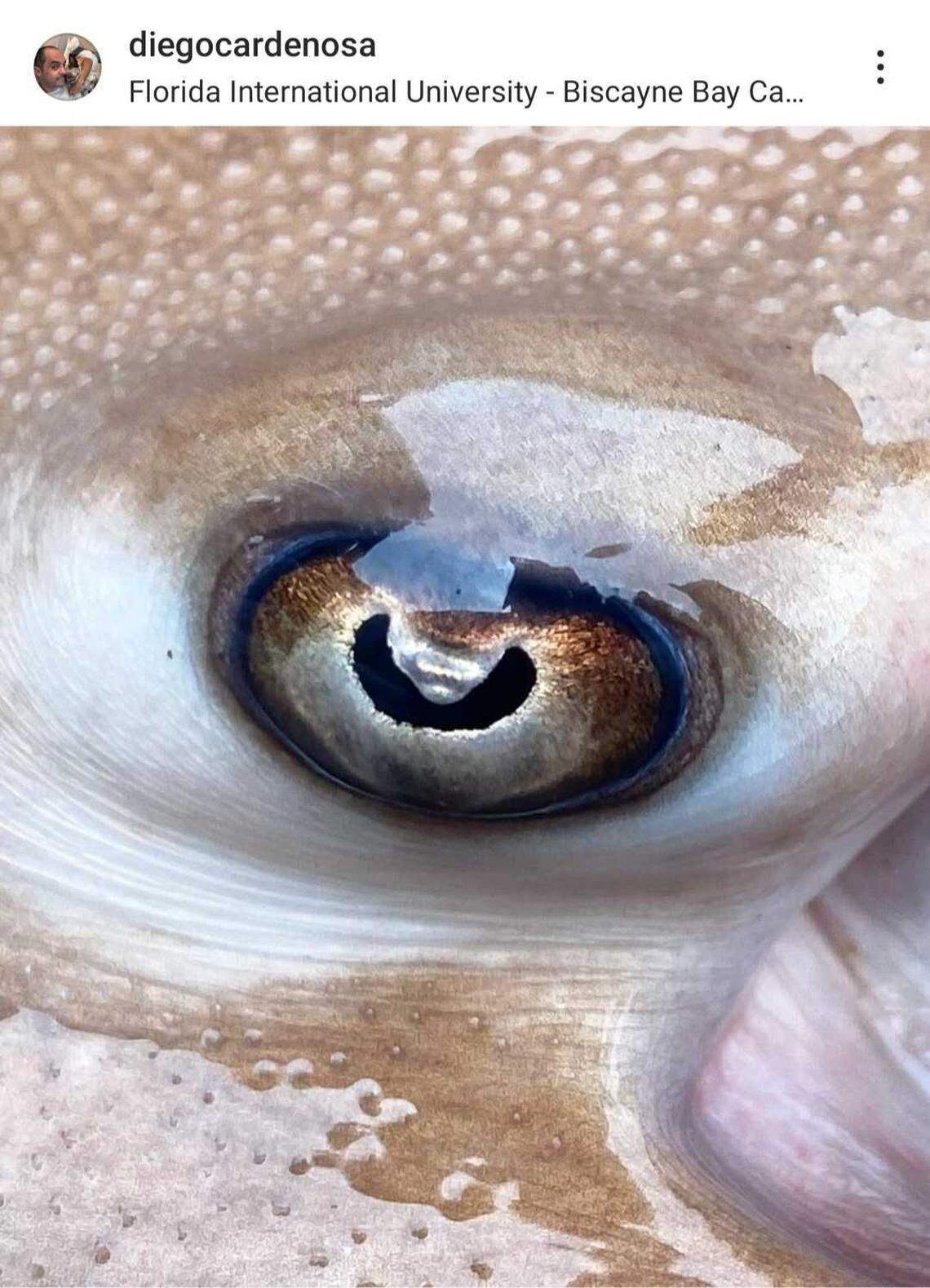 A close-up photo shows the eye of an Hypanus rubioi, or longnose Pacific stingray.