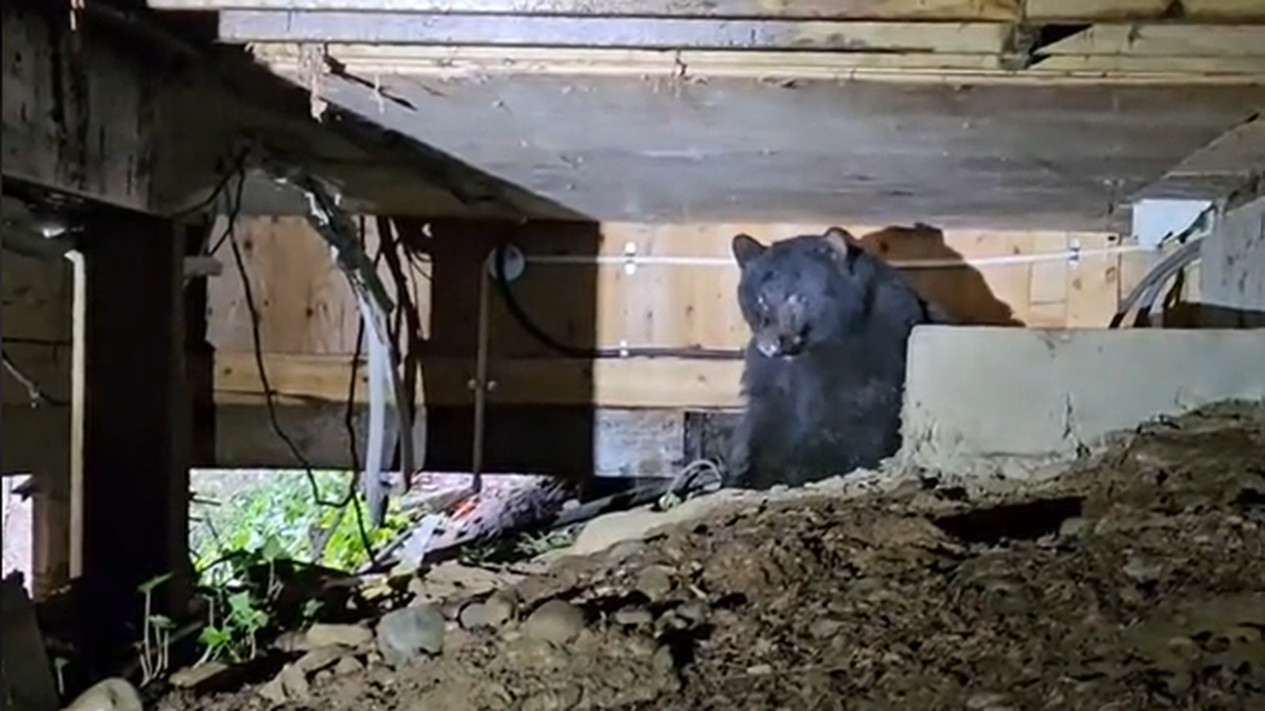 A couple in British Columbia ignored their pet’s odd barking for weeks then found a big black bear making a den under their deck, a video shows.