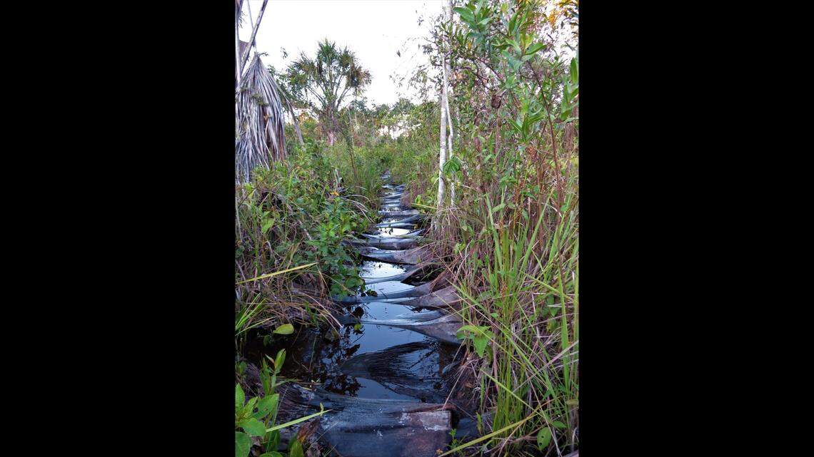 Scientists found a “slender” brown creature with “large” eyes in a swampy forest of Minas Gerais and discovered a new species, a study said.