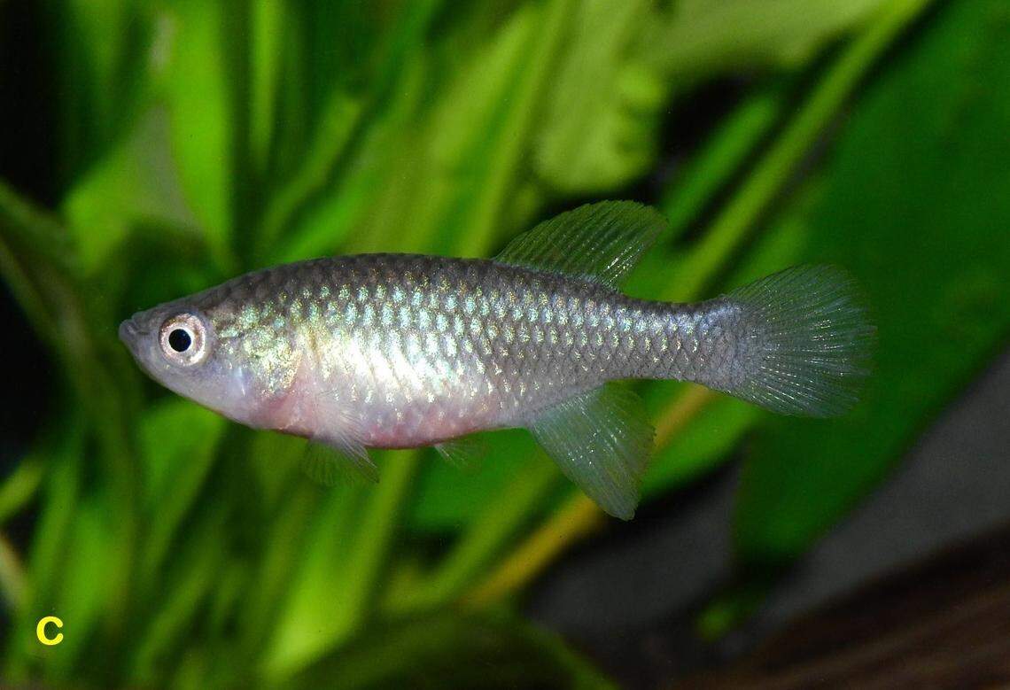 A female Nothobranchius katemomandai, or Katemo Manda’s seasonal killifish.
