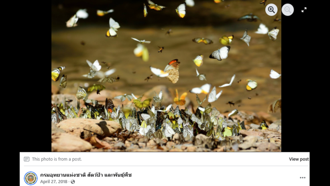 At a popular butterfly viewing spot in a Thailand national park, an elusive predator made a rare appearance.