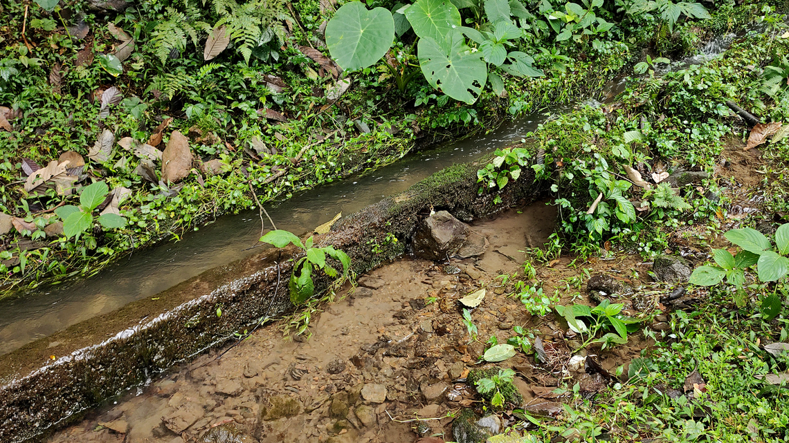 Scientists followed the old route of a 1912 expedition in northeast India and found a long-lost creature burrowing in the mud, a study said.