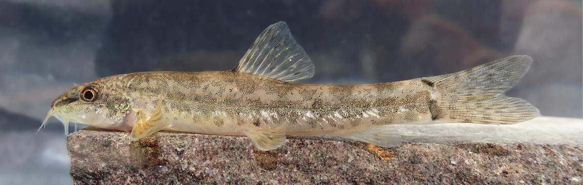 An Oxynoemacheilus chaboras, or Chaboras loach, as seen in an aquarium.