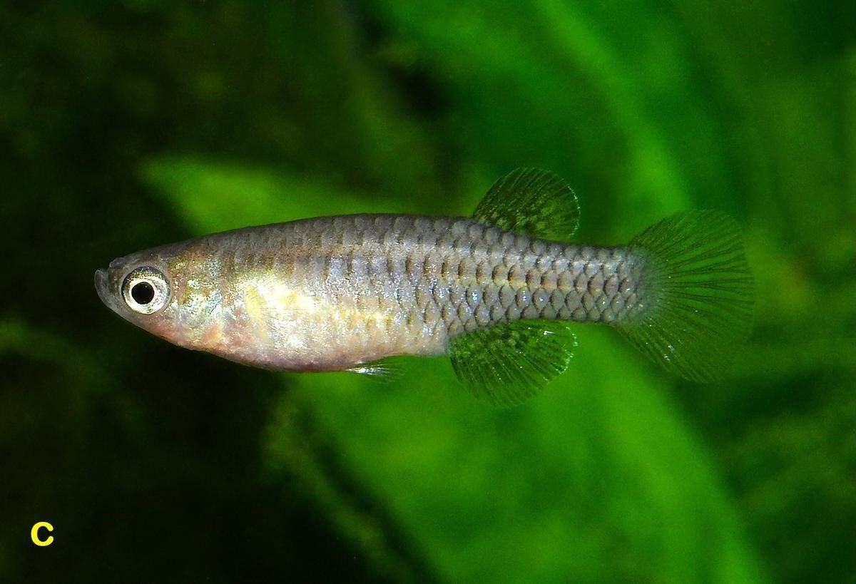 A female Lacustricola gemma, or gem lampeye fish.