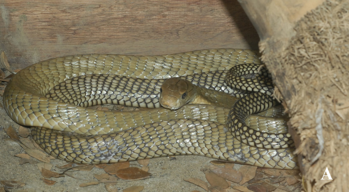 An Ophiophagus salvatana, or Luzon king cobra.