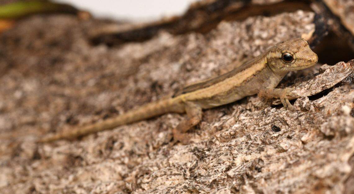 A striped Lygodactylus morii, or Mori’s dwarf gecko.