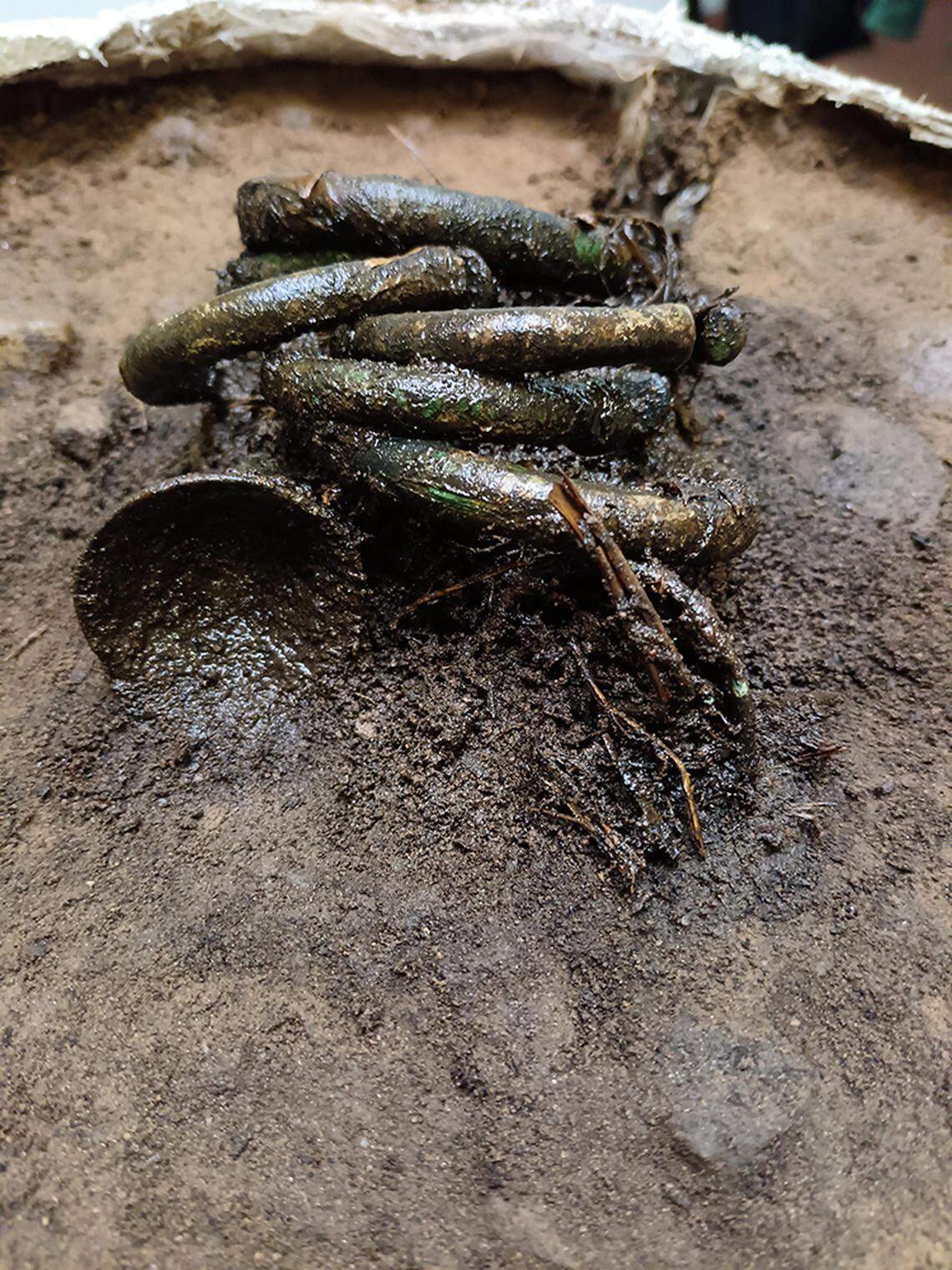 The preserved plant remains found wrapped around the 3,000-year-old jewelry.