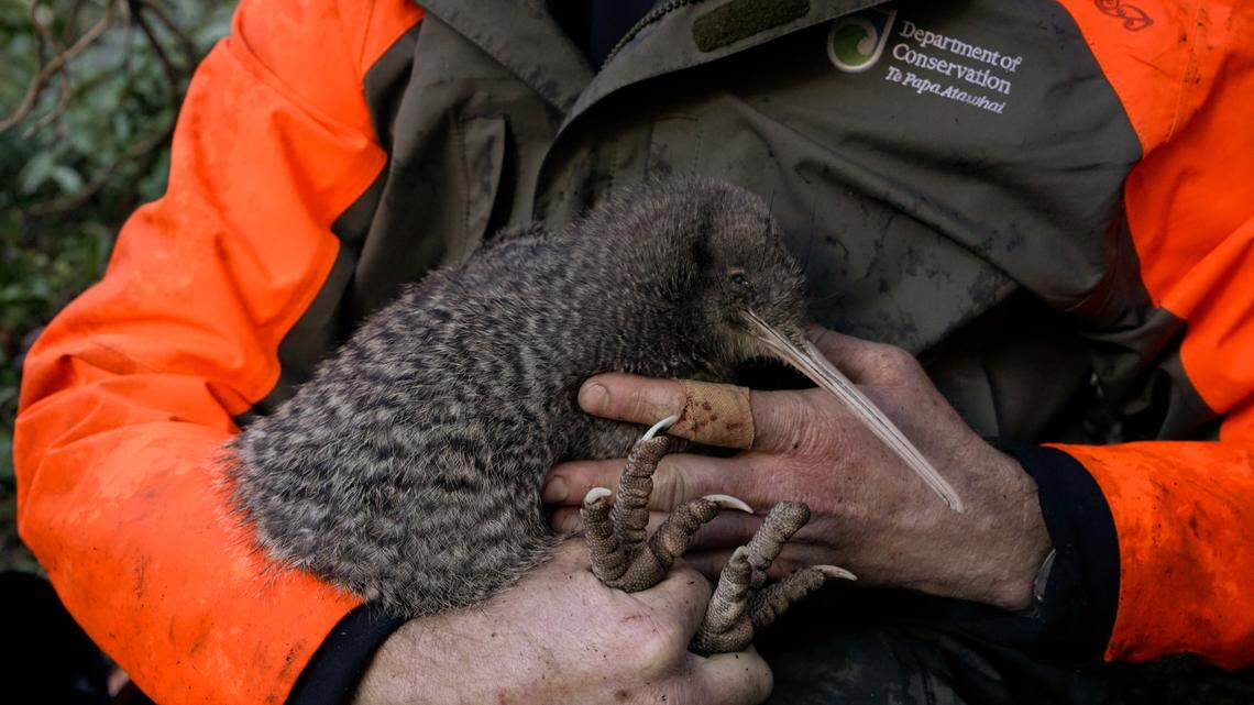 A hunter first spotted the kiwi pukupuku in March and alerted wildlife officials who were sent out to search for it.
