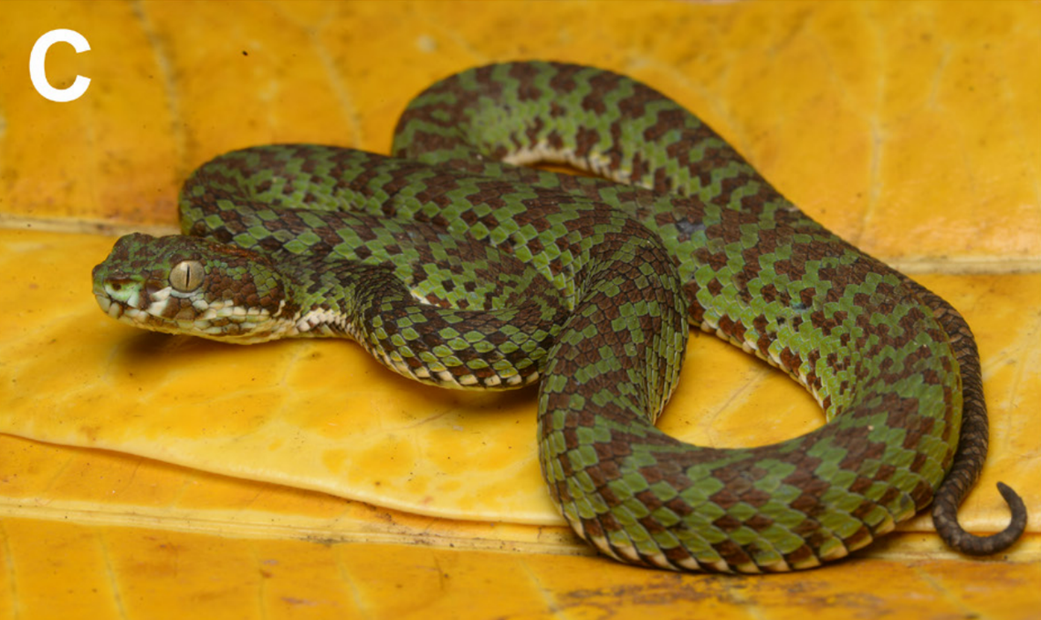 A Trimeresurus kraensis, or Kra Isthmus pit viper.