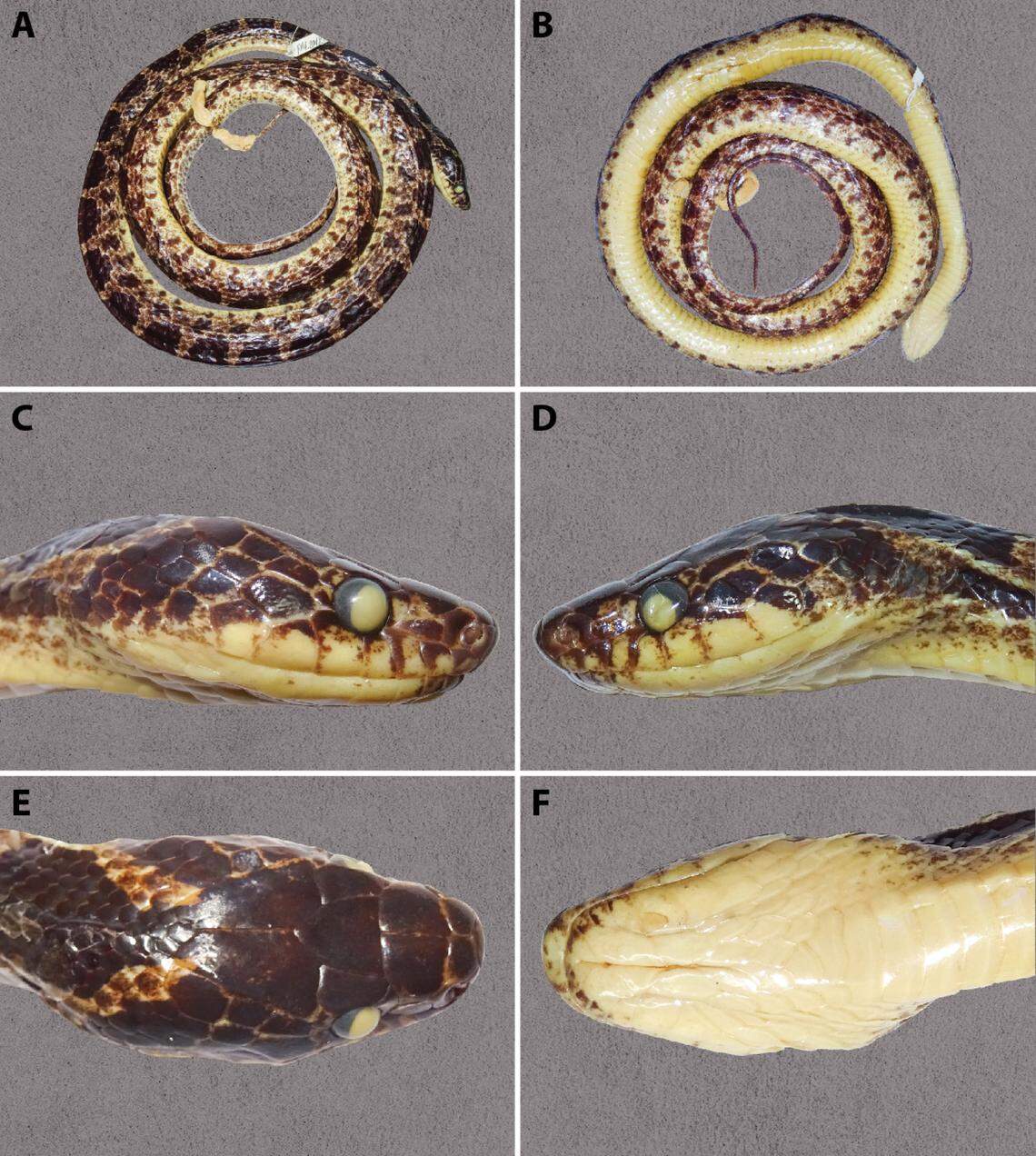 In life, the Duy Tan wolf snake has a reddish belly and “pinkish-orange” bands down its body, researchers said.
