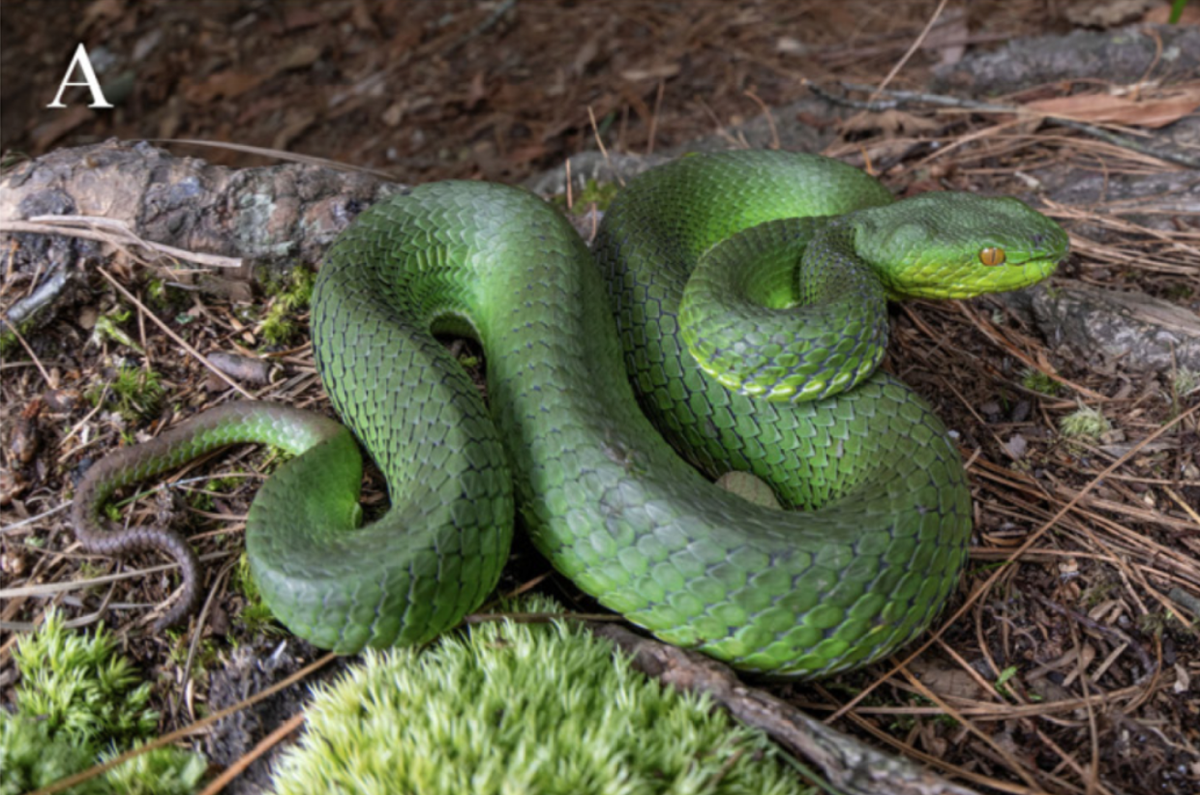 A female Trimeresurus pretiosus, or Yadong green pit viper.