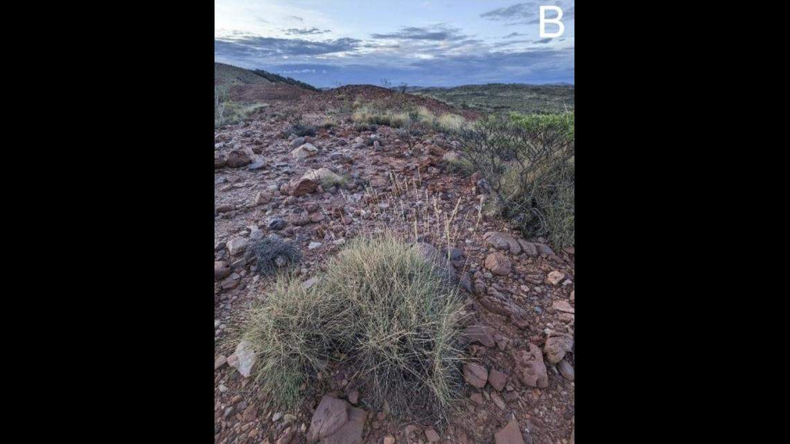 Scientists found a “robust” creature with an “ambush predation” style in a desert of Australia and discovered a new species, a study said.