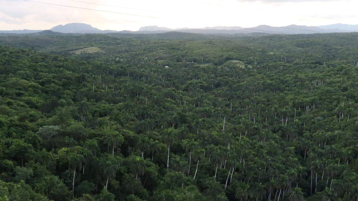 Scientists found a clawed creature and its babies under rocks in a rainforest and discovered a new species, a study said.