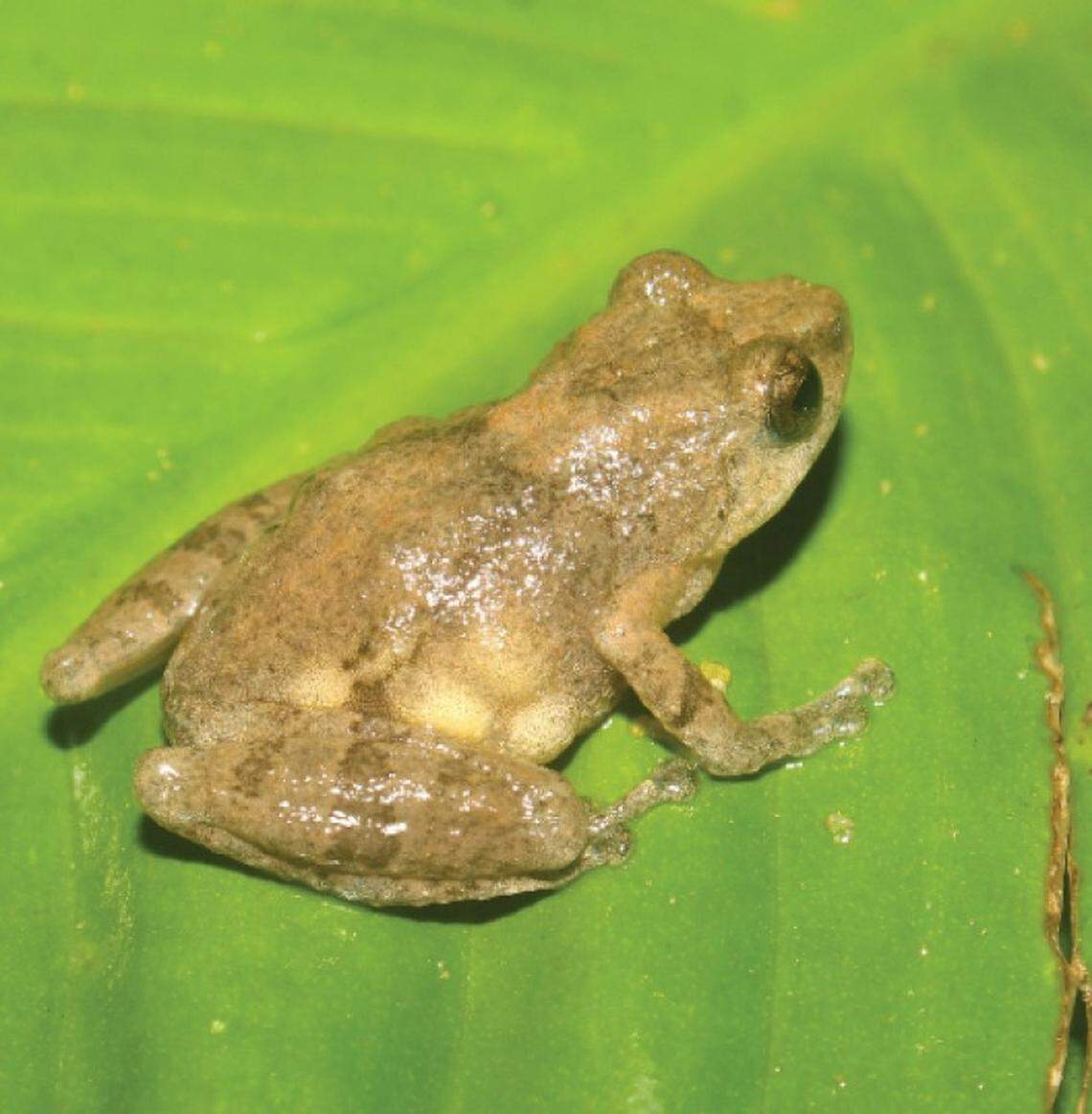 A Raorchestes asakgrensis, or Asakgre bush frog.