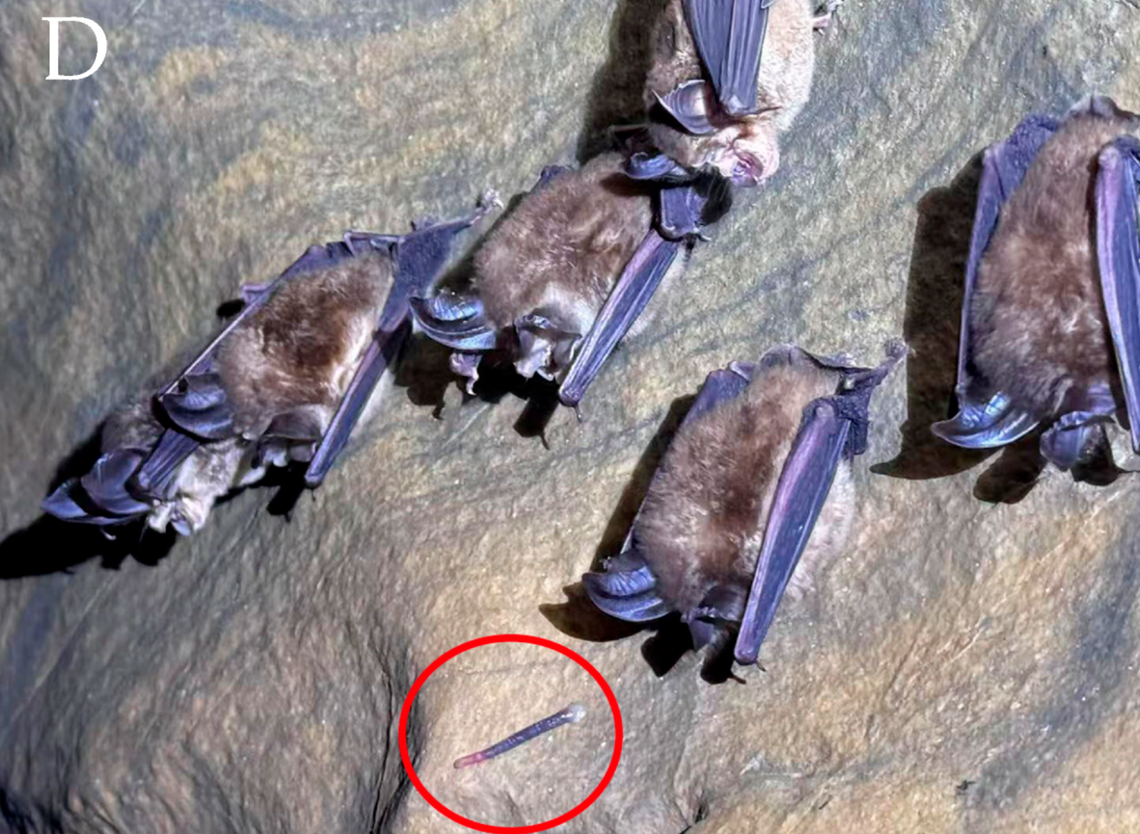 The new cave-dwelling leech species is believed to exist solely on bat blood, according to researchers.