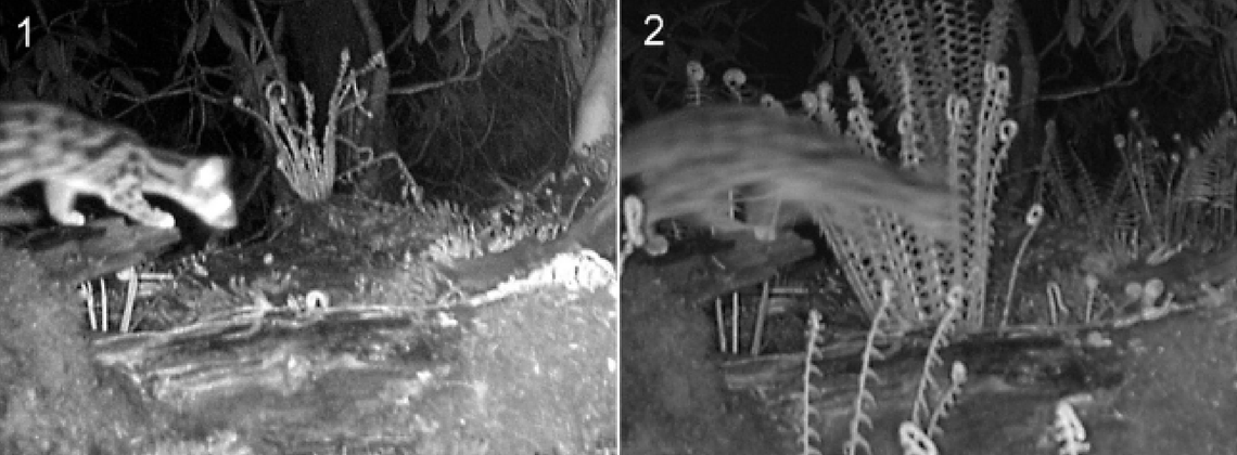 Two photos of a spotted linsang, or Prionodon pardicolor, at Makalu Barun National Park.