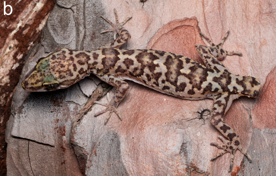 A Cyrtodactylus shivalikensis, or Shivalik bent-toed gecko.
