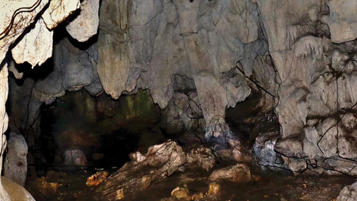 The species was rediscovered in the Culapnitan Caves in the Philippines, the same cave system where it was first discovered in 1982, the study said.