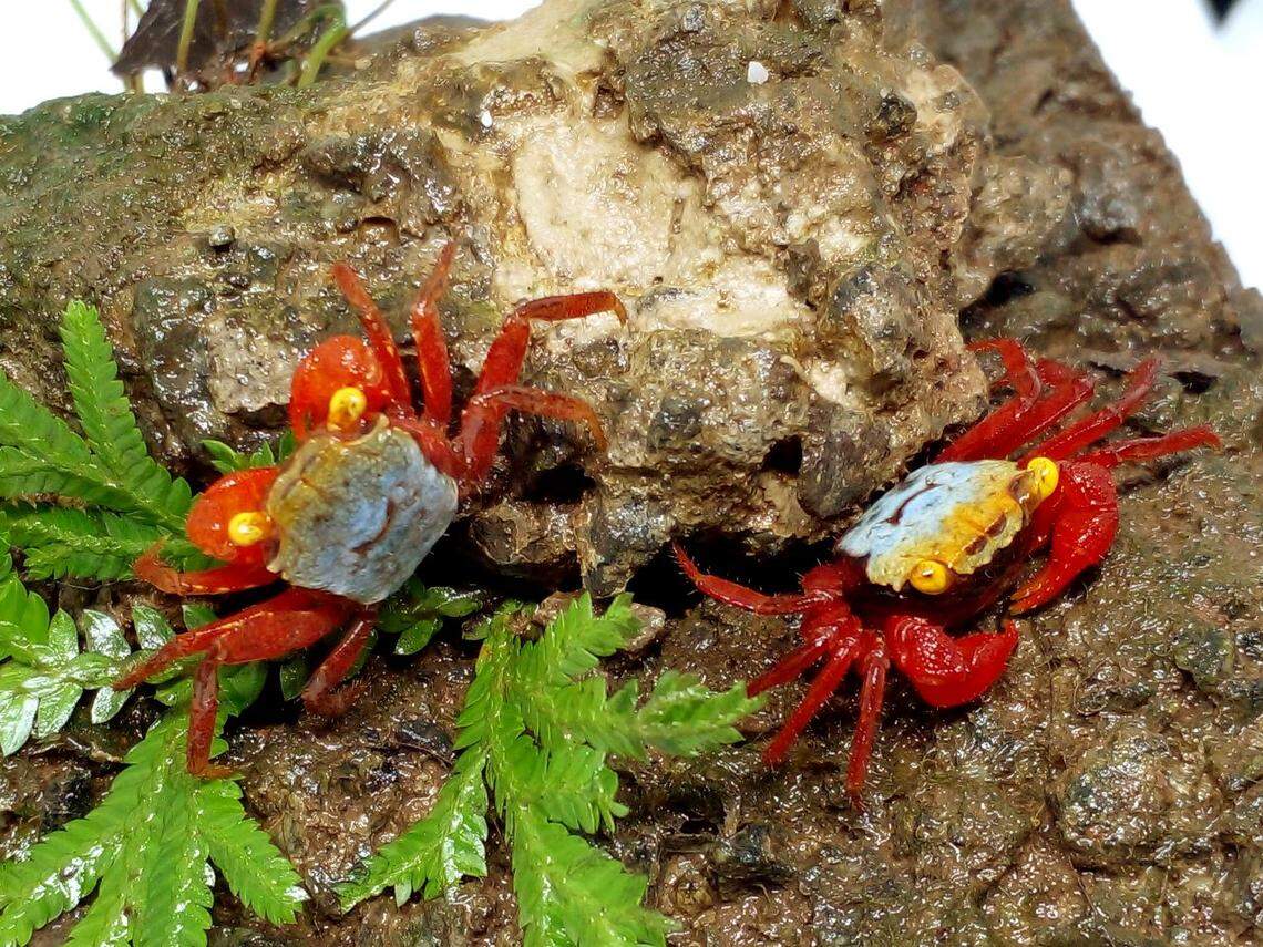 Two Geosesarma riani, or Rian’s vampire crabs.