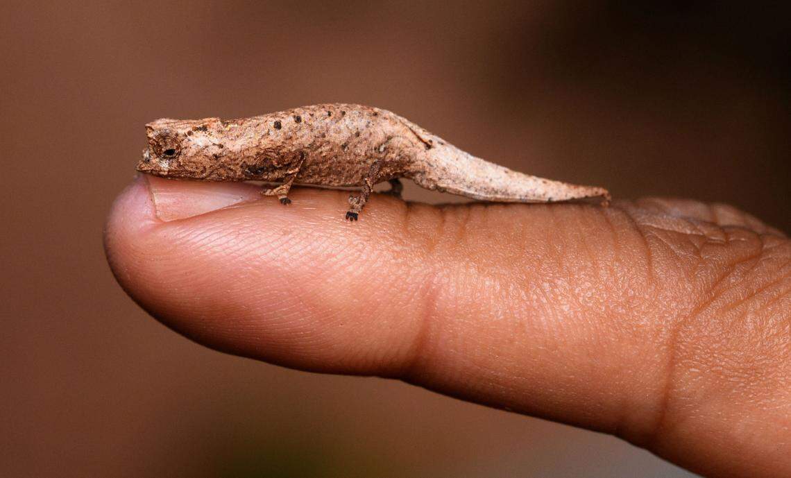 A Brookesia nofy, or Nofy leaf chameleon, perched on a person’s finger.