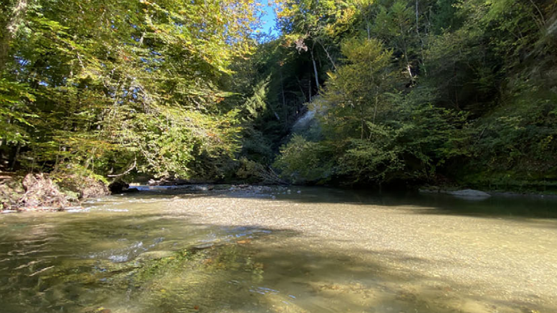Scientists found a “thick”-lipped creature in a “swiftly flowing” river of Switzerland and discovered a new species, a study said.