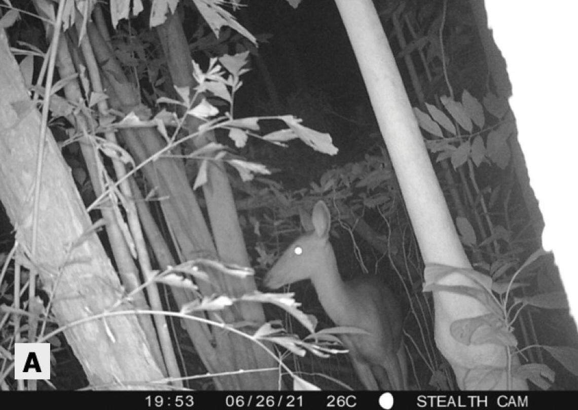 A female sambar deer, or Rusa unicolor, seen on Ko Pha Ngan.