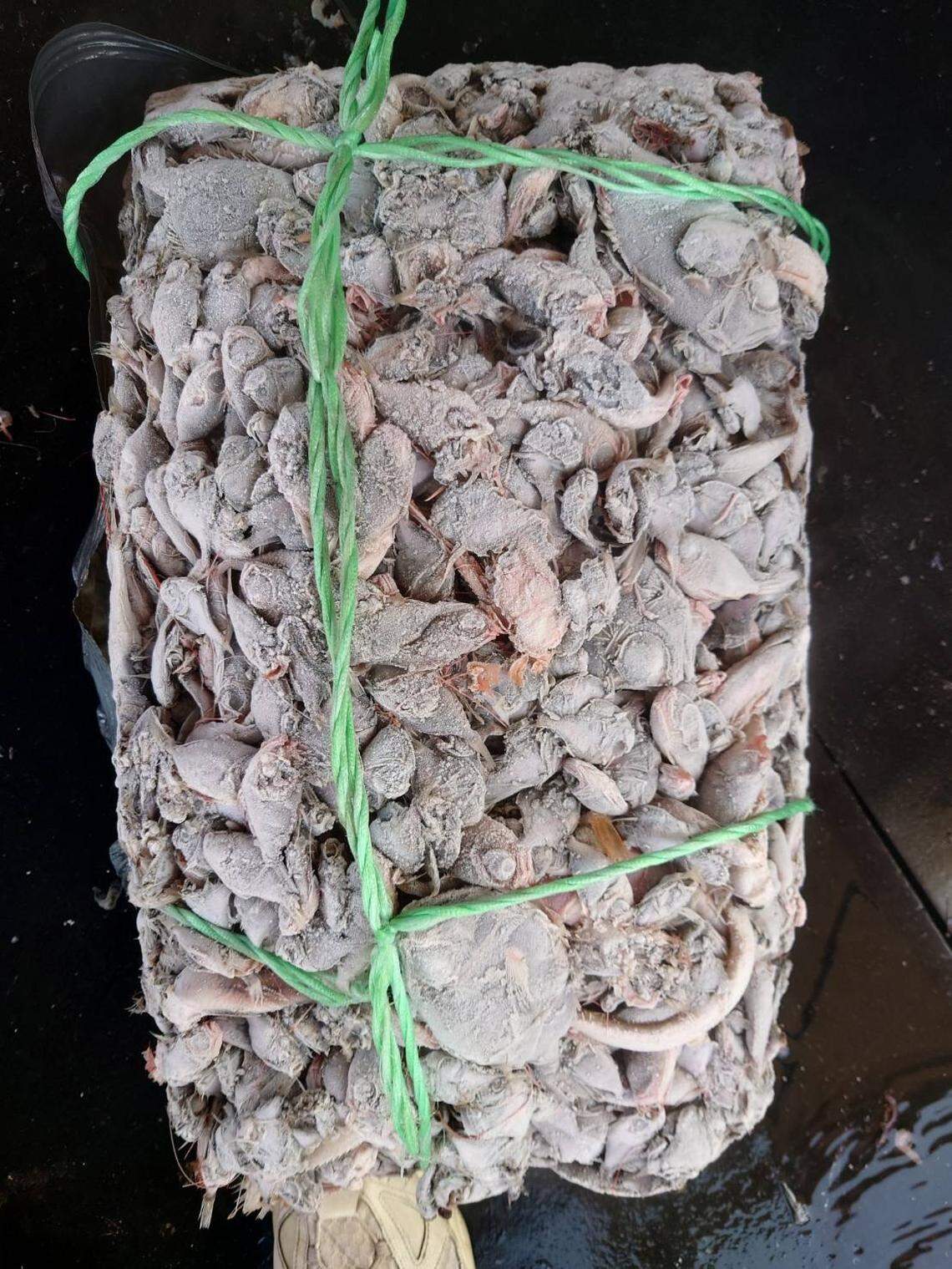 A mixed collection of armoreye dories caught during trawling.