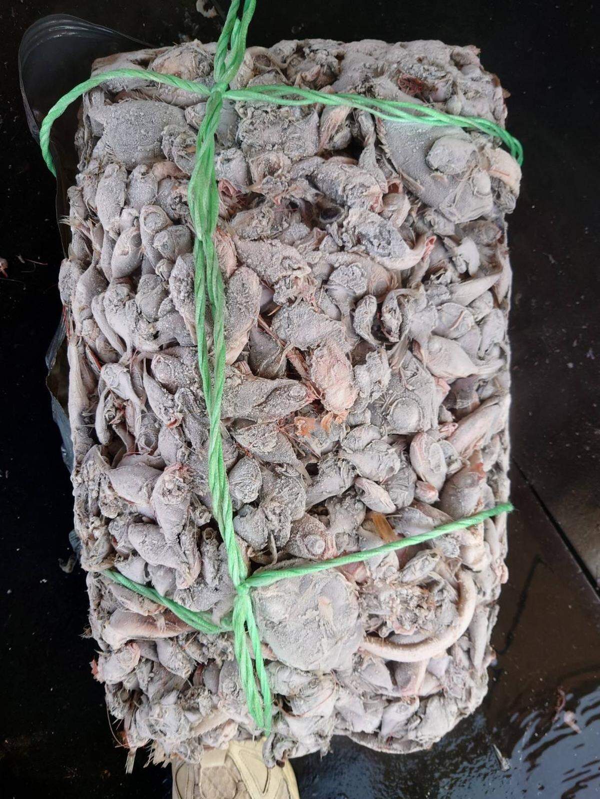 A mixed collection of armoreye dories caught during trawling.