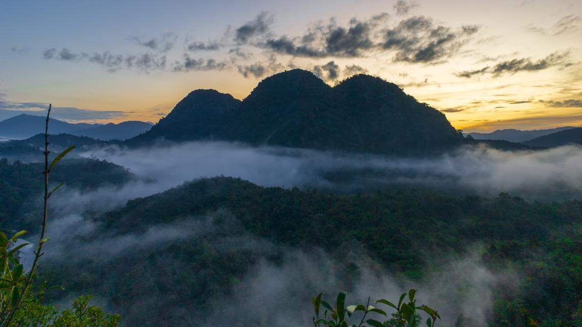 Scientists found a “fanged” creature with a “barking” call in a mountain forest of Indonesia and discovered a new species, a study said.