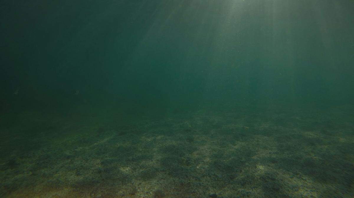 Scientists on a submarine spotted a gathering of 10 prickly sharks off the coast of Panama, the country’s first confirmed sighting, study said.