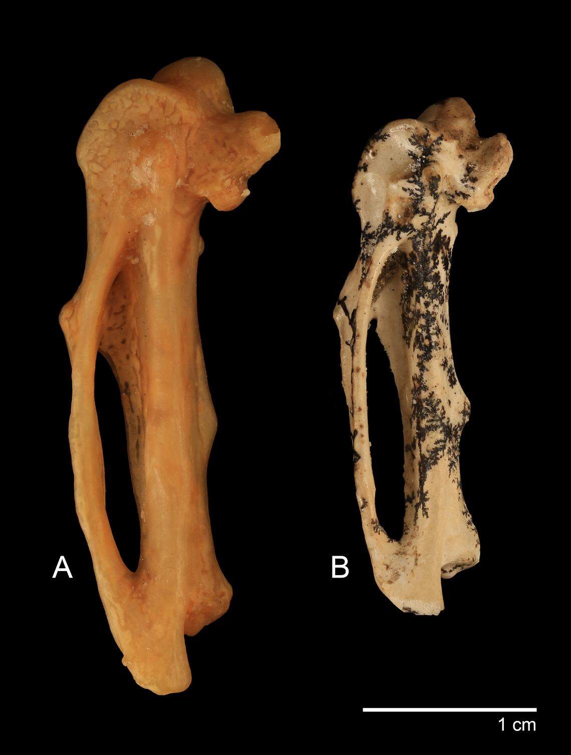 Fossil remains of an extinct large flightless bird have been discovered at Boodjamulla National Park in Queensland.