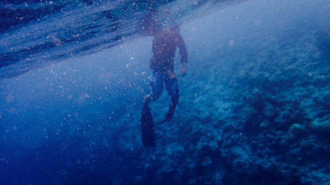 Scientists scuba diving at night in Palau found a “cryptic” sea creature with 17 arms and discovered a new species, a study said.