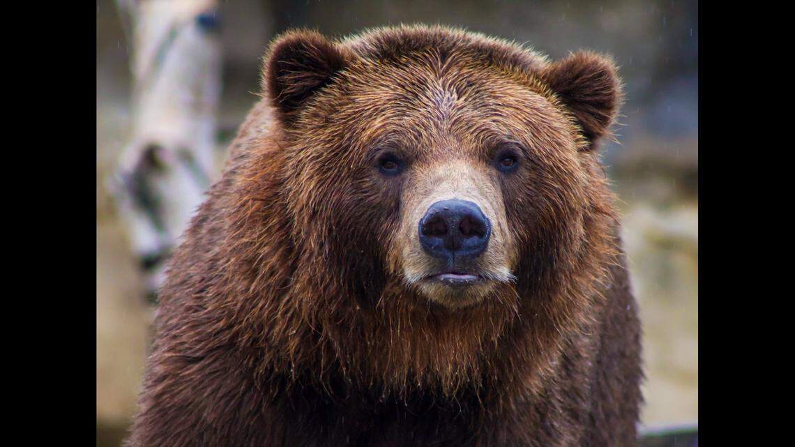 A female grizzly (not the one pictured) was euthanized in Lincoln County, Montana, after it became food conditioned, wildlife officials said.