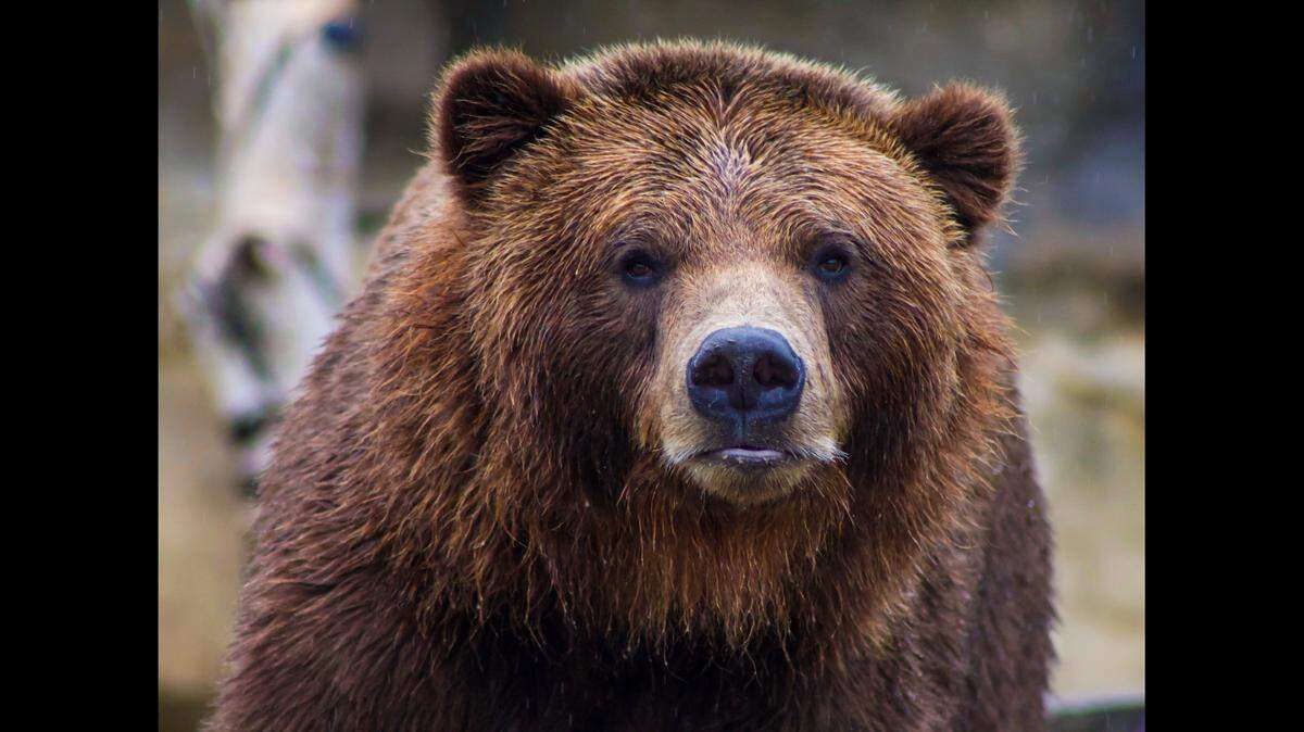 A grizzly (not the one pictured) bear got into trash cans in an Idaho neighborhood and became food-conditioned, officials said.