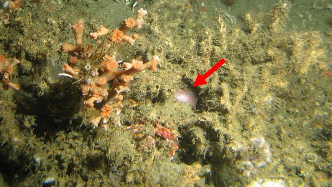 Scientists found a “large”-eyed deep-sea animal hiding under coral and discovered a new species off Mauritania, a study said.