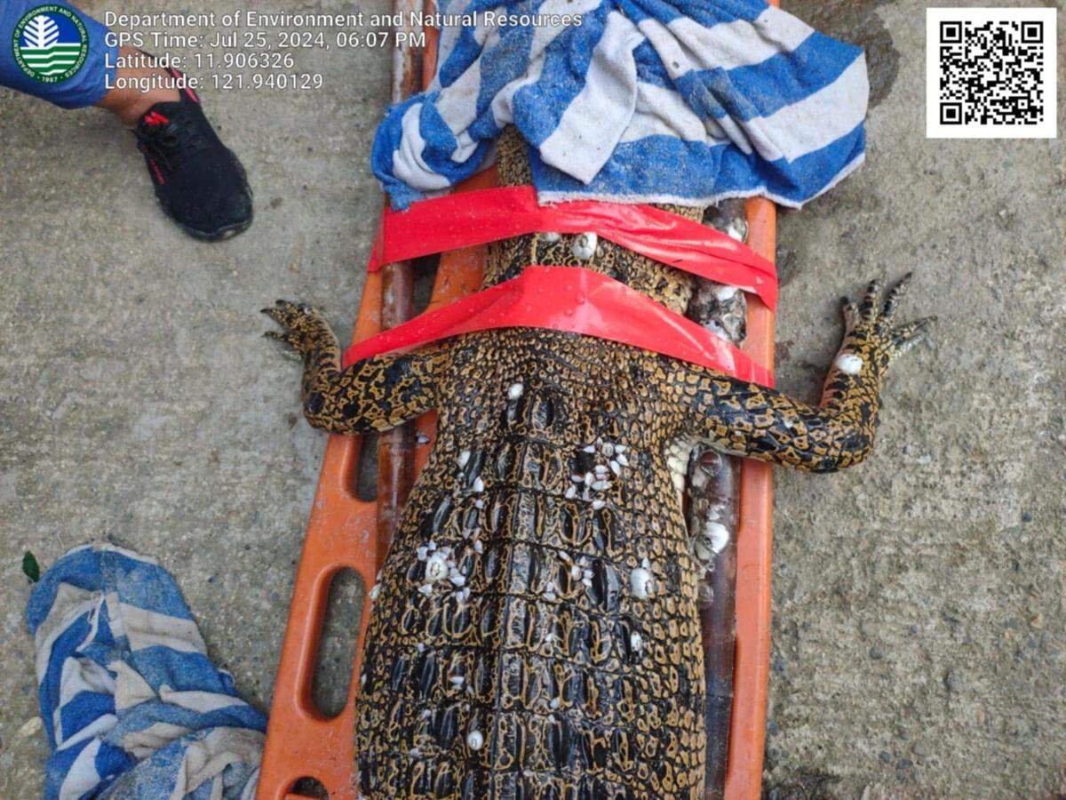 A close-up photo shows the barnacles on the crocodile’s back and arm.