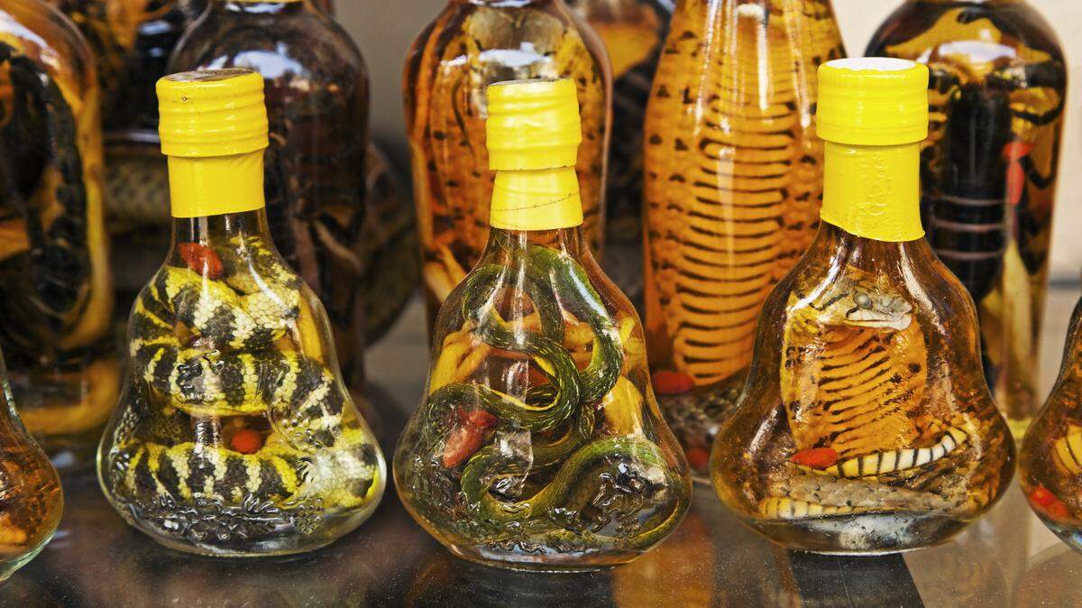Scientists bought “snake liquor” in North Korea and identified its contents as the country’s first confirmed records of three venomous species of pit vipers.