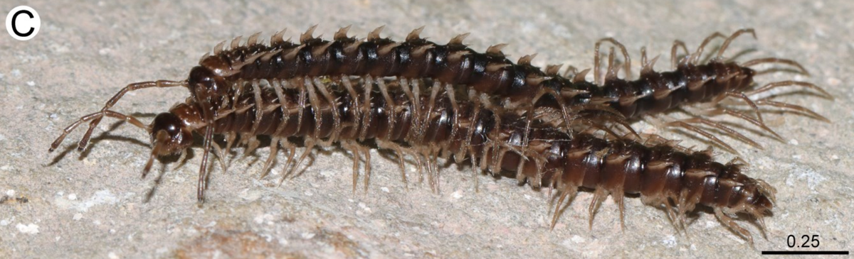 A mating pair of Desmoxytes chaofa, or princess dragon millipedes.