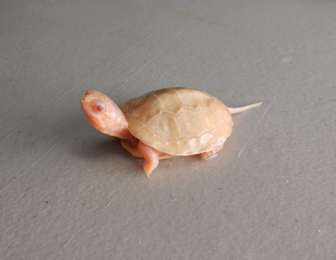 Seburn Two rare albino Blanding’s turtles hatch in Canada | Miami Herald