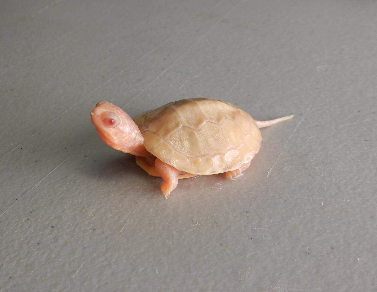 Blanding’s turtles are listed as endangered in Canada and on the IUCN Red List.