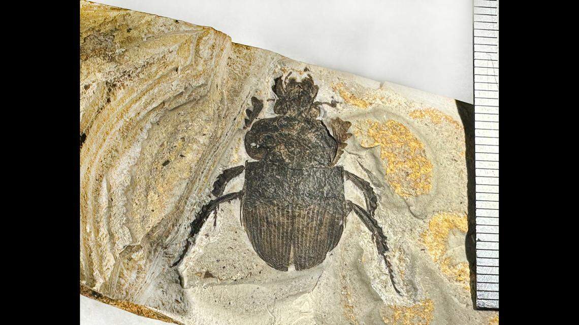 A high school student in Yokohama cracked open a rock during science class and discovered a “large” new species of fossilized beetle, study said.