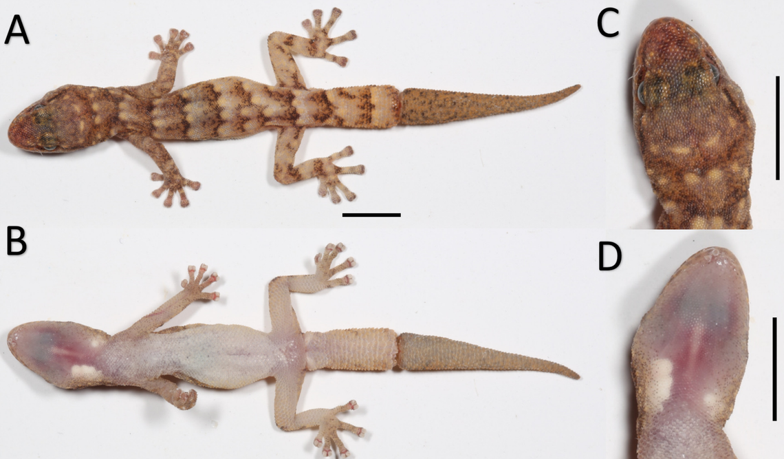 Several views of a Goggia sabula, or gravel pygmy gecko.