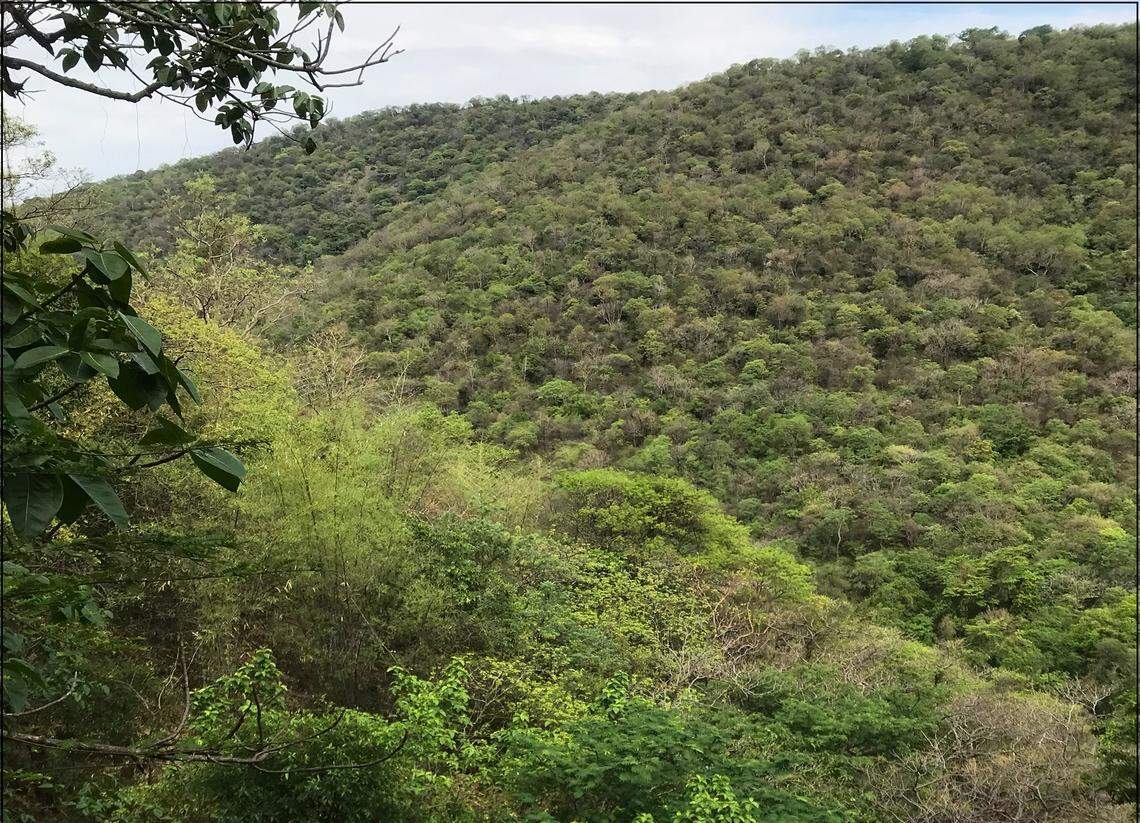 Scientists found a “cryptic” animal with a “window” in its eyelids in a forest of India and discovered a new species, a study said.