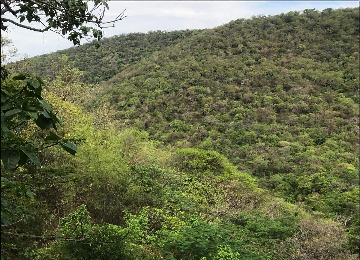 Scientists found a “cryptic” animal with a “window” in its eyelids in a forest of India and discovered a new species, a study said.