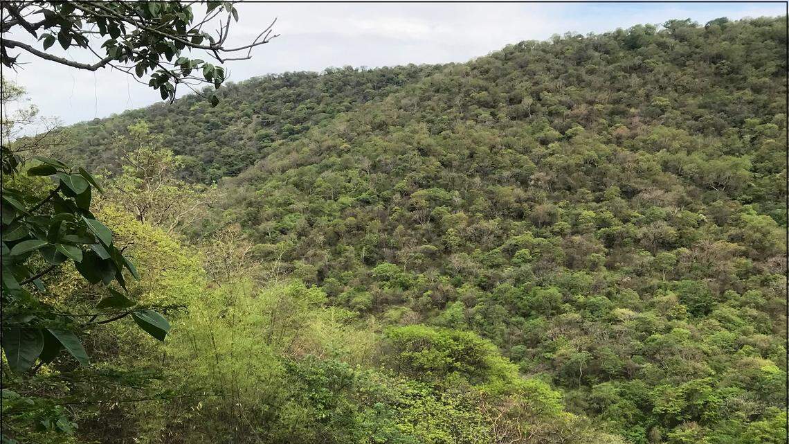 Scientists found a “cryptic” animal with a “window” in its eyelids in a forest of India and discovered a new species, a study said.