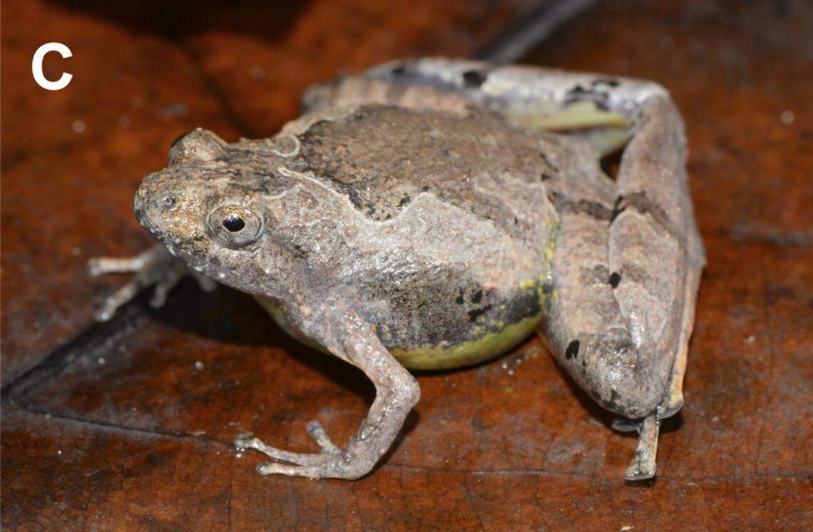 A Microhyla sundaica, or Sundaic narrow-mouthed frog, with a gray hue.