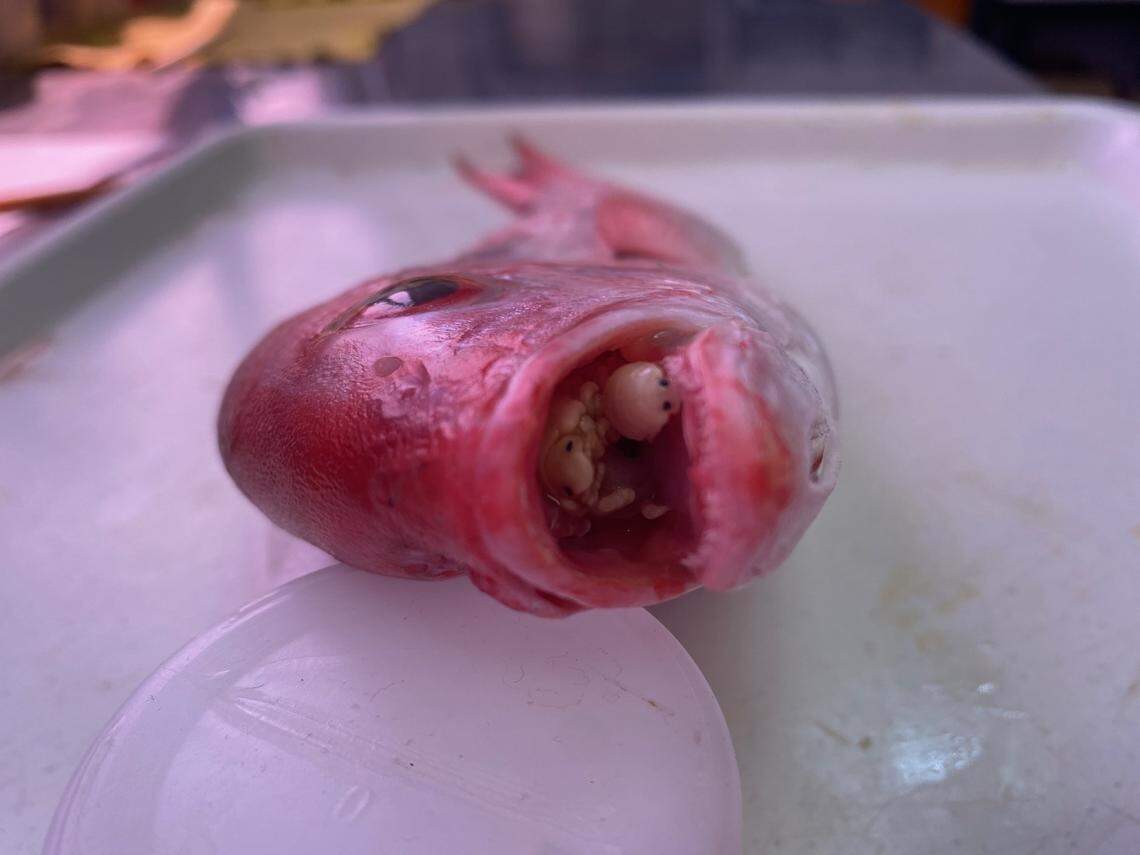 Several Cymothoa facimar, or FACIMAR tongue-eaters, seen inside the mouth of a fish.