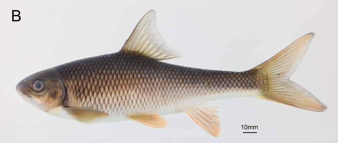 A Hongiastoma zhangbuensis, or Zhangbu River torrent carp.