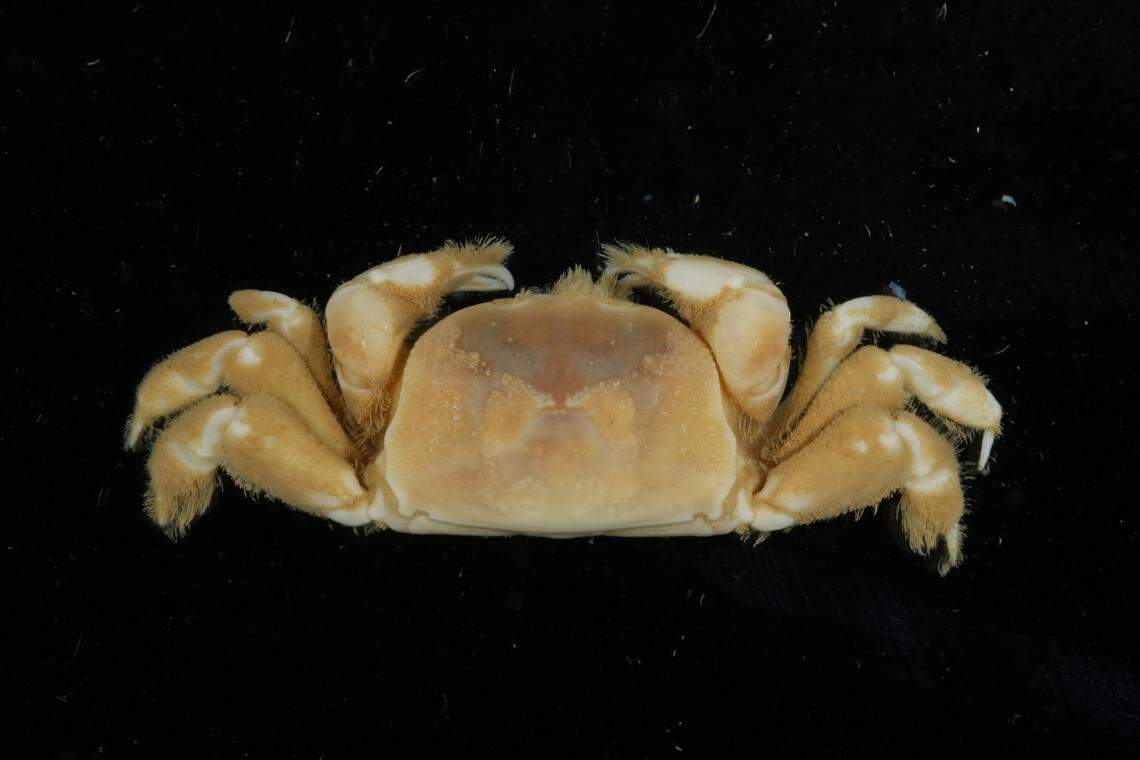 The new crab species is endemic to Okinawa Island, according to the study.